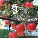 월천농장 이미지