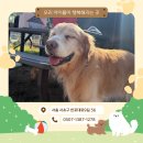 디오네 도그케어 이미지