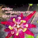 Good day ㅡ 시계초,아마릴리스,산초나무 이미지