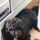 ARTEAM DOG 이미지