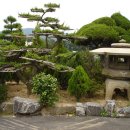 소나무정원 이미지