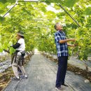 안병석농장 이미지