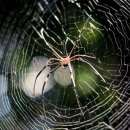 거미대문 이미지