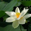 새참농장 Daum카페