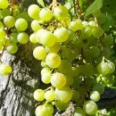 포도나무 이미지