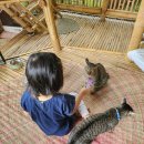 Cat garden 이미지