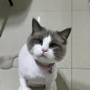 고양이미용연구소 이미지