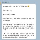 도그헤어 | 상왕십리 애견미용실 신당 애견미용 도그올로지 포메라니안 곰돌이컷 후기