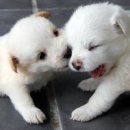 개밥주세요 이미지