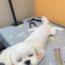 항상,예쁘개 이미지