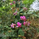 생연음식문화특화거리 이미지