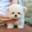 미유펫 강아지고양이 수원점 네이버블로그
