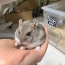 호 동물병원 | 어울림 동물병원 / 햄스터 눈 다래끼(농양) 시술 후기