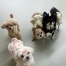 생글댕글 이미지