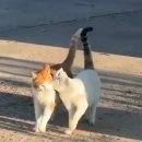 요거트, 화덕피자, 맵고 달콤한 덕이네 외 고양이+풍경 다수로 꽉 채운 8~9월 일상