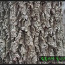 굴참나무(참나무과)수피-2012.03.01 이미지