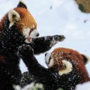 레드팬더 이미지