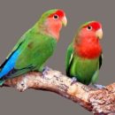 카나리아 이미지