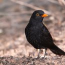 Blackbird 이미지