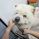 대형견출장목욕 대형견출장미용 전문 사랑할개 프리미엄 케어 후기