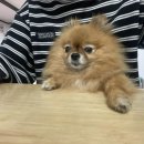 투니네일