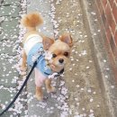 누가꽃이개 이미지