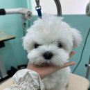 멍블리즈 이미지