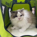 쥬디캣(Judy Cat) 이미지