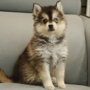 나눔펫 책임분양소 강아지분양 일산점 이미지