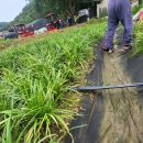 천식농장 이미지