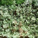 광영농장 이미지