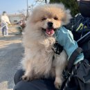 복이자원 환경 | [부산동물보호센터] 유기견봉사후기 2026.1 ①