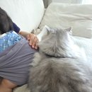 수성약국 | 창원 창고형 약국 홈플러스 메가영약국 엘레멘 시럽, 고양이 심장사상충 약 구입