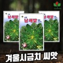 씨드