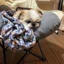 복돌이애견 이미지