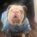 삐돌이네 이미지