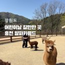 어린이날 갈만한곳 홍천 가볼만한곳 알파카월드 아이와 다녀온 후기