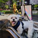 일프로 애견 이미지