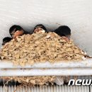 둥지가족