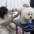애견미용 이미지