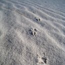 화이트 샌드 국립공원 White Sands National Monument 이미지