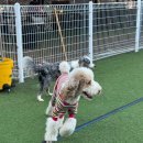 퍼피스카우트 | 대형견유치원 퍼피스카우트, 우리 아이가 가장 신나게 뛰노는 곳