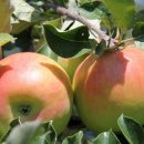 축복농장 이미지