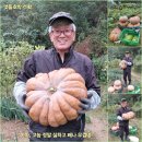 촌부의 단상-맷돌호박이 넝쿨째... 이미지