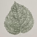 색연필 보태니컬 아트 이미지