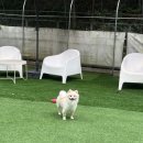 남면 공설운동장(인조잔디) | [김천 남면] 김천 오색애견펜션|경북 애견 동반 펜션 추천|애견 동반