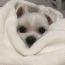 플레르퍼피 | [ 반려견동반][애견카페][운정애견카페][내돈내산]/애견동반카페 플레르퍼피 후기