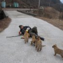 복실강아지 이미지