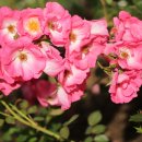 블루벤치 이미지