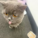 자동차주치의 닥터윤 | 고양이 신장 영양제 추천 PKD 신부전 아이 AIM 급여 후기